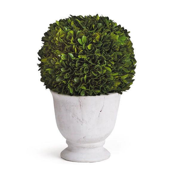 Boxwood Ball Topiary In Pot