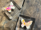 Butterfly Lucite Block