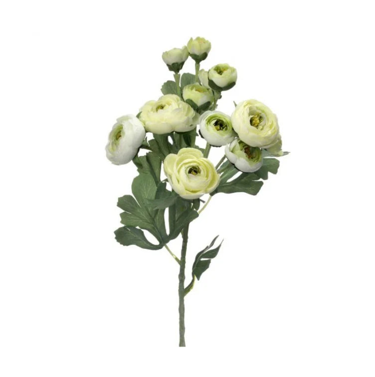 Branched Ranaculus