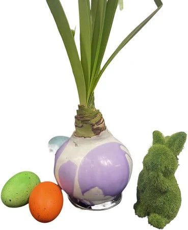 Amaryllis Bulb in White Wax with Lavender Swirl