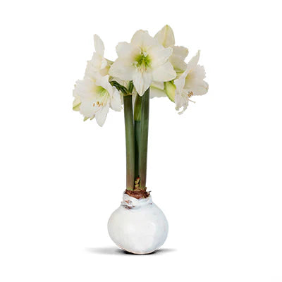 Amaryllis Bulbs - White Flower w/ White Wax