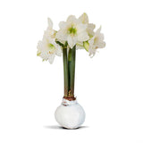 Amaryllis Bulbs - White Flower w/ White & Gold Wax